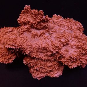 11010c42583c5b884cb14061bac0e602