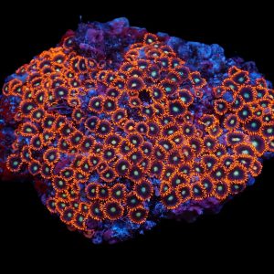 6dbc7e30fc19463ab1e4a2a06cb390c2