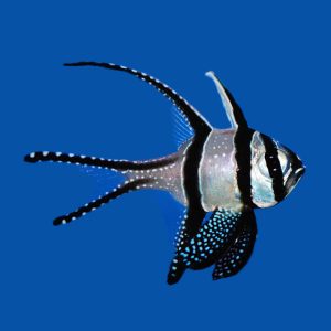 928ed79a0ad6e11101dea9b45f7395b1