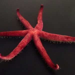 ab457c69a8d2cc98e9289c2b6e3daa85