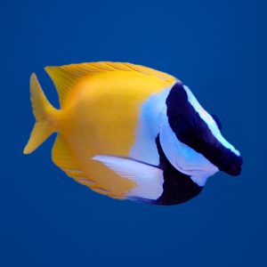 62334963405d98cd2cfcb274d8db5d62