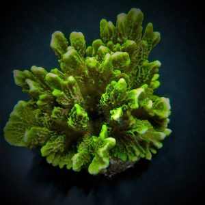 c268fdb620165cd54cef0fc8fe081e54