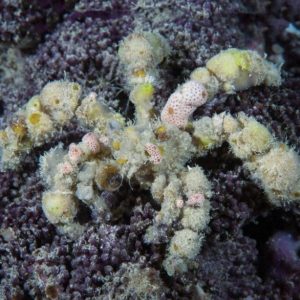 0be3ae29d289d697efc66c023b7314ff