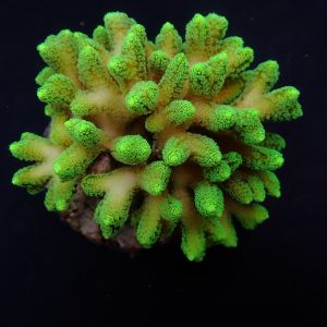 62668d81a1c97aee3e14cad4e1618d4a