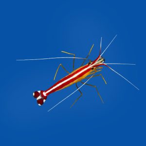 8f7cfe28d8a9f206bc6caa8fb5265c45