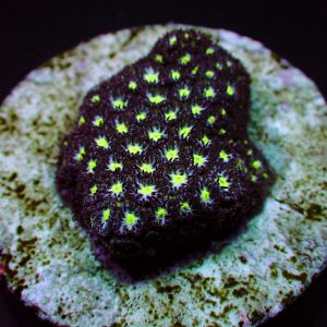 a88e80cc136134134e588c580376c39b