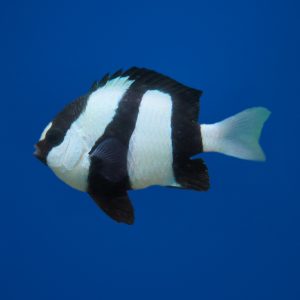 cce8feb9a362062b32943b5f0d1ec9cd