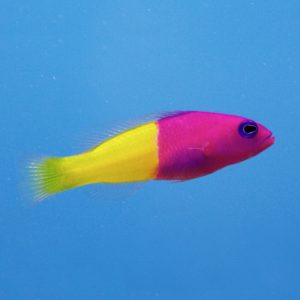 93c5691d5cab01bf37ec2695fbabc8ec