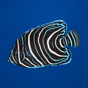 eab631b42cfc6b18b114fbe917c50aeb