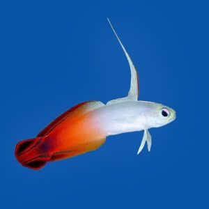 e98d26c1d499652daaab67f6284fd2b7