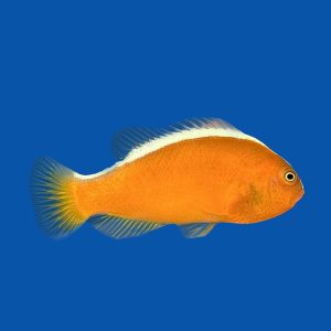 f2057fd5347273f718b0f9798c7100d3