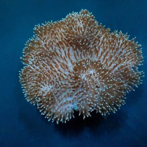 605049b82a5a76448e0a6607a26aac25