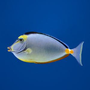 6625d225348c7d1aca135fb075df49d9