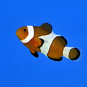 Amphiprion ocellaris