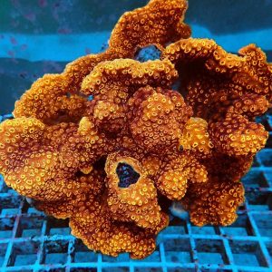 344ee6cf72f3cd4a2c6fd564f710f140