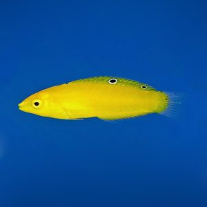 a2d923c043ddf81919988550c238a10c