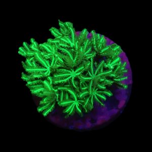 b4f0d626d6c77d178470782e49c1e88d