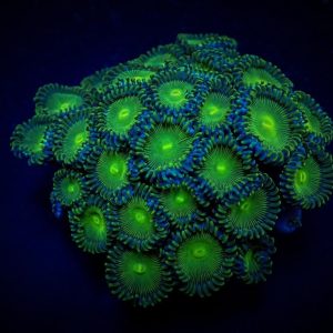 05377b350289a5c12f202d0c43e258a5