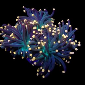 1c487e45ac8a18ad563a1a214ddcd0a1