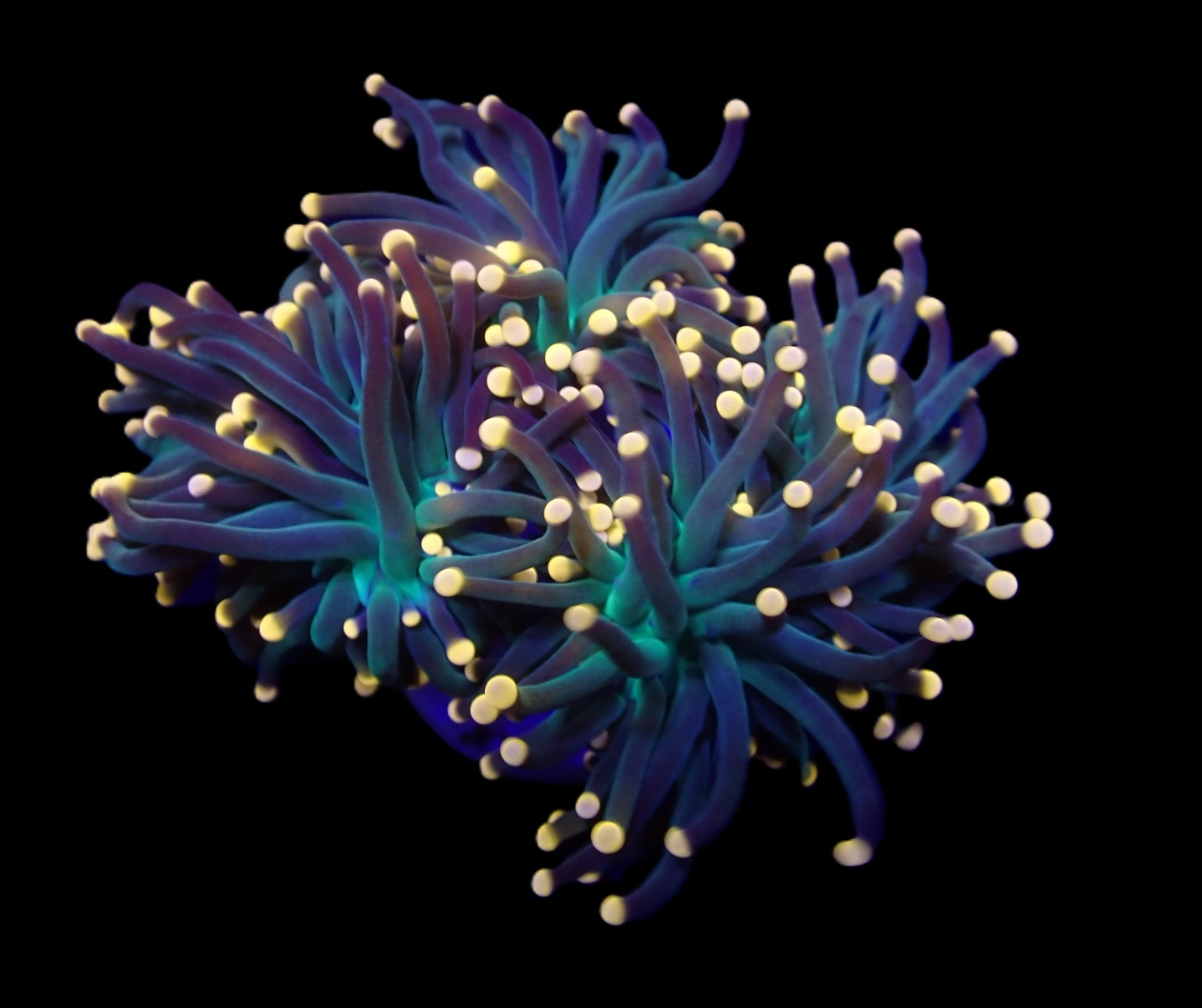 1c487e45ac8a18ad563a1a214ddcd0a1