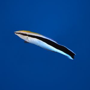 2c1824fa8acfceea894be75f43683b18