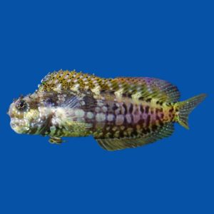 cbfa938875b1fa970491f2b44e032003