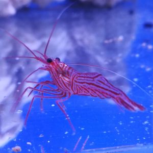 ab2a146c36a87f495a9b646fc267d324