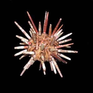 9f2c6576ca0ada683c1884f2bc560747