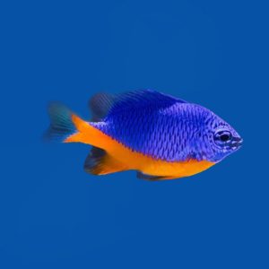 8ac9b04deb10934ea41cf2265fb0aee3