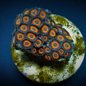 61cc4d12c41bfa7094e0697e85834391