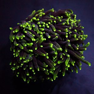 Euphyllia glabrescens Green (Premium)