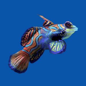 454bfc36827589a4f9bc0c99a9f76744