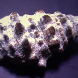 ec7eeee2c11e935bc95de011e568fa73