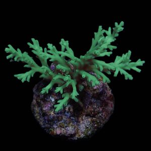 a3cc3b6d5f5c9d31ef5ac1df9f9e13b9