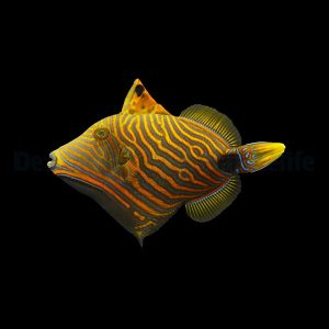 6d50e3ef0b91f7a97a004d742bc6ff88