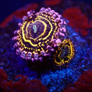 ea565fe1f6dd65b26c39a1c4b69bde66