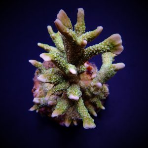 48aa5aca6f46e8d561d65afb3ccd8b28