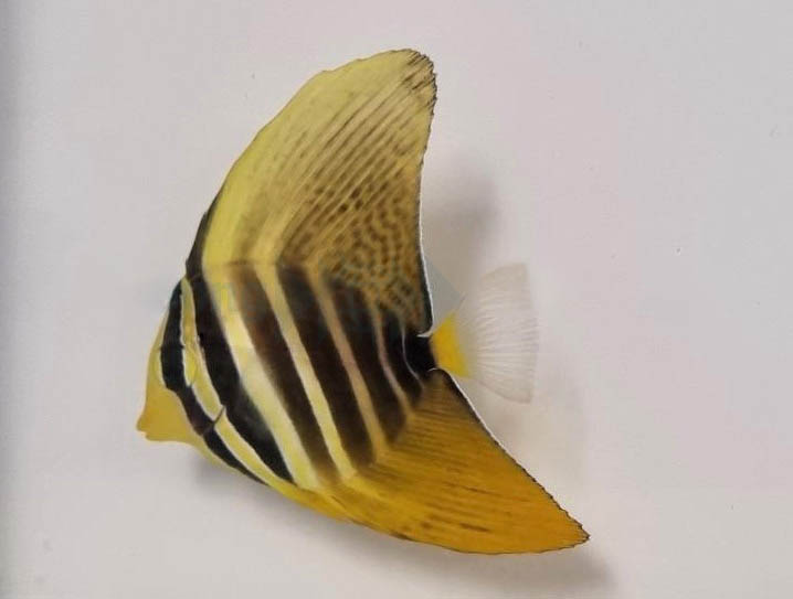 8c9a12215a5aecab856b7b7608694f59