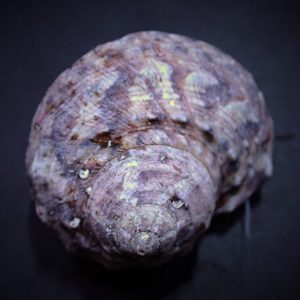 c6edb3359148857404c18c208849ab9a