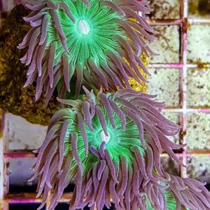 4dd824e19167a025bdc0be90a5032f1c