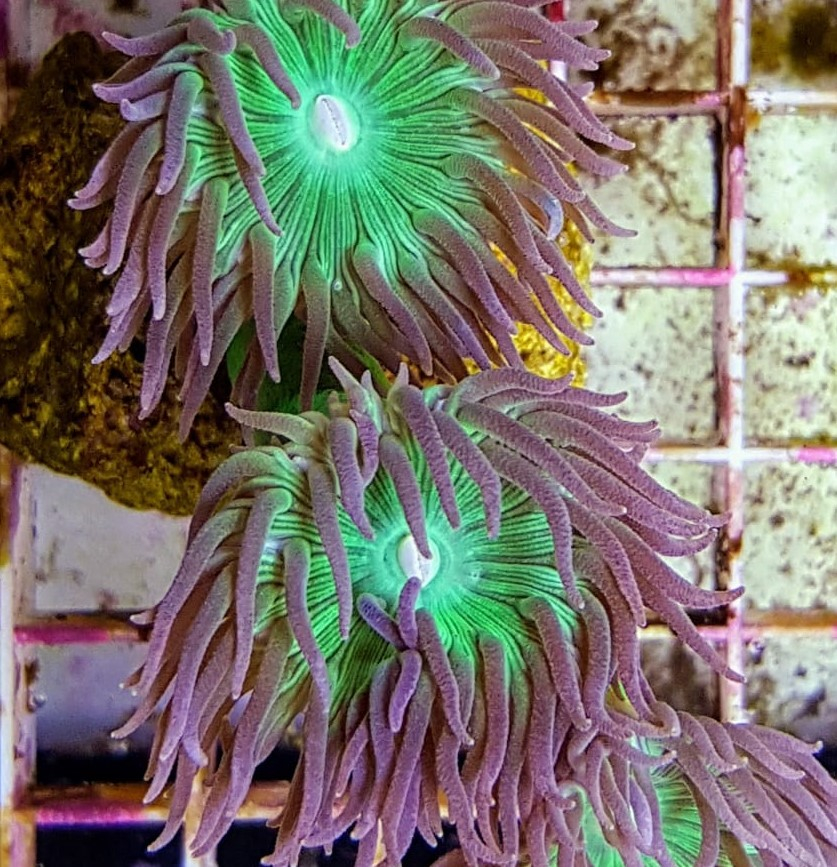 4dd824e19167a025bdc0be90a5032f1c