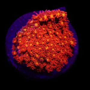 8d8da7c538e808846f269da89451ab25