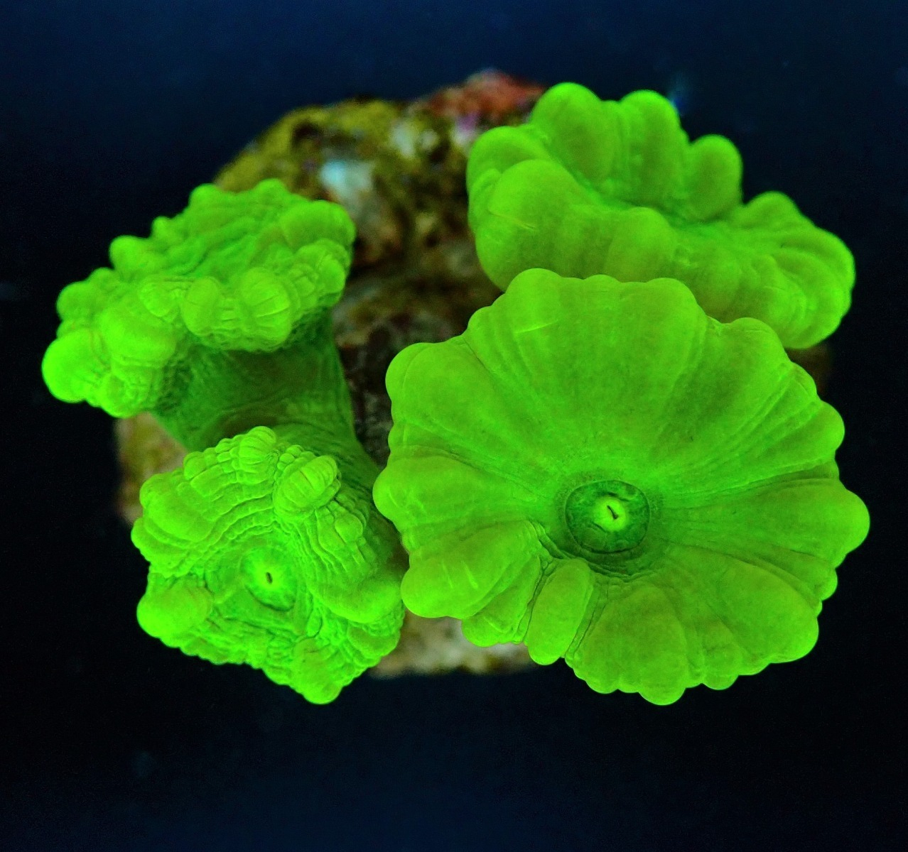 8538944299ceab9a3cff73181b81cdb0