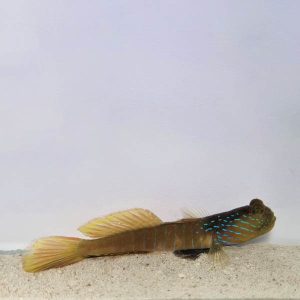 65cc7c4ceaa34e445f01eeade41a16aa