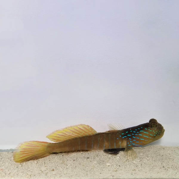 65cc7c4ceaa34e445f01eeade41a16aa