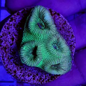 ff09738f6d7e2d78fe68dd220689c437