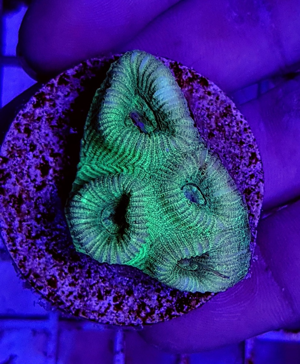 ff09738f6d7e2d78fe68dd220689c437