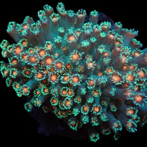 2881d24ed0c2f070082764fba56c716e