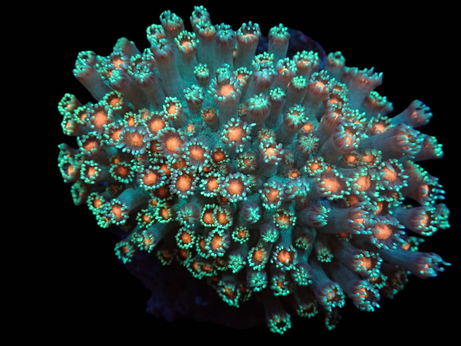 2881d24ed0c2f070082764fba56c716e