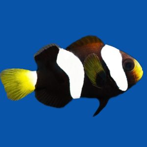 c1e0e3840968c5b79260a2105d3eb726